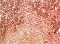 P38 mouse Monoclonal Antibody(8C11) 